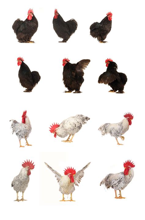 各种形态的母鸡动物高清图片 素材中国16素材网