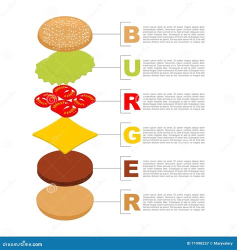 Burger Infographics Structure Of Hamburger Isometrics Stock Vector