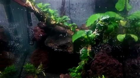 Posted on 19th april 20114th august 2015 by tgm support — 3 comments. Nano Cube 40 Liter Aquascape Lava Rock Anubias barteri ...