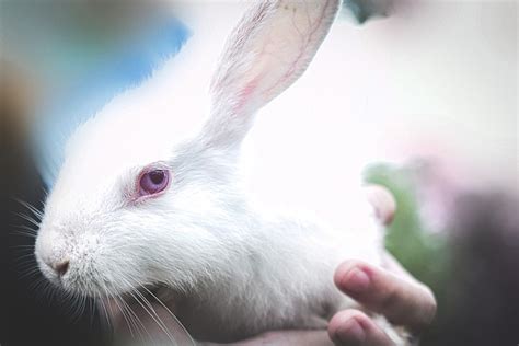 Rabbit Bunny Animal Free Photo On Pixabay Pixabay