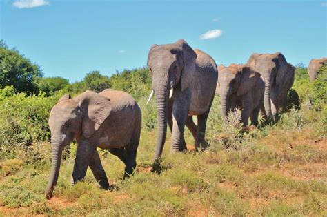 10 Amazing Facts About Elephants That Will Make You Love