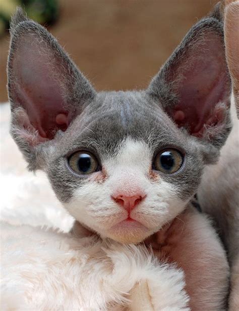 Lovely Pets The 10 Most Unique Looking Cat Breeds