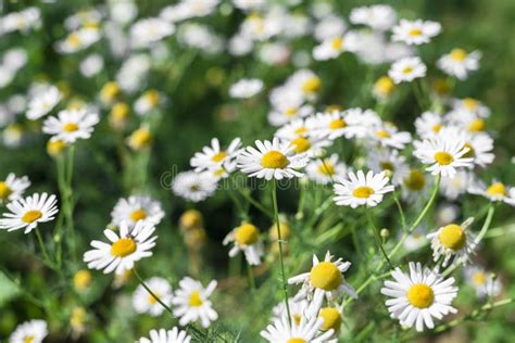 Daisy Flowers With Shallow Depth Of Field Stock Image Image Of