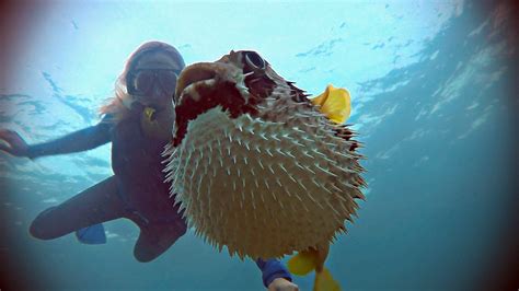 Puffer Fish Prickly Journey Photographs Seaunseen