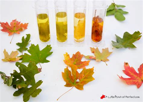 I'm looking forward to falling leaves and changing colors 🙂. Fall Leaf Experiment - Misshumblebee's Blog