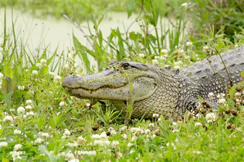 The state record northern pike was taken out of great sacandaga lake. Best Place to See Alligators in Lake Charles, Louisiana - 2019