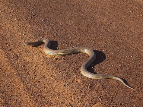A King Brown Snake One Of The Most Deadly Snakes On Earth On The