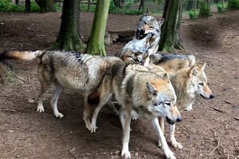 Wolf Adoption Wildwood Group