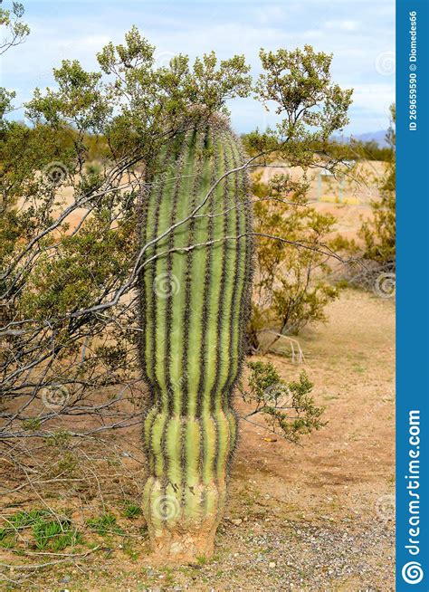 Young Saguaro Cactus Sonora Desert Arizona Stock Photo Image Of