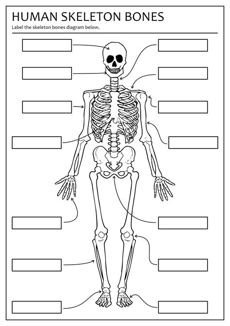 Best Images Of Printable Bone Worksheets Skull Bones Unlabeled Human Skeleton Bones