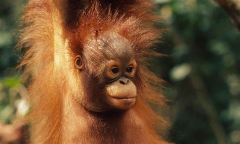 Bornean Orangutan Bornean Orangutan Orangutan Orangutan Habitat