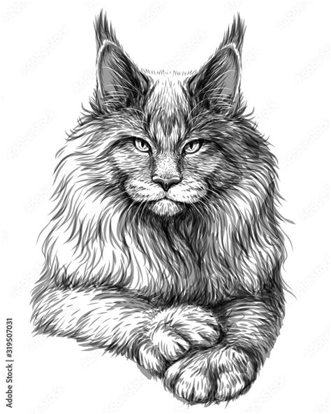 Cat Graphic Artistic Hand Drawn Sketch Of A Maine Coon Cat On A
