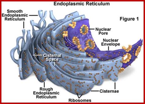 Smooth endoplasmic reticulum is found in both animal and plant cells and it serves different functions in each. Endoplasmic Reticulum