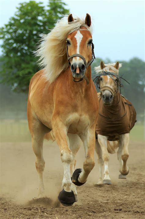 Free photo: Running Horses - Animal, Farm, Horse - Free Download - Jooinn
