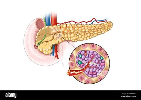 Medically Illustration Showing Pancreas Gland And Pancreatic Islets