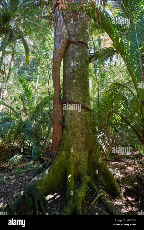 Rata Tree Clinging To Another Tree The Grove Scenic Reserve Takaka
