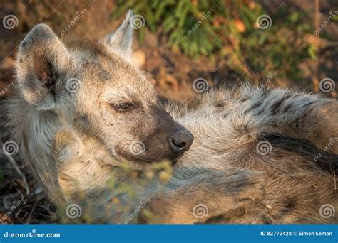 Sleeping Spotted Hyena In The Kruger National Park South Africa Stock