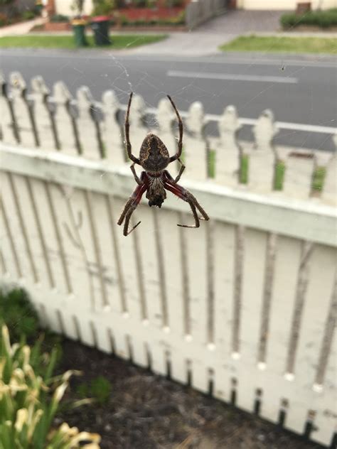 What Type Of Spider Is This Im Located In Melbourne Australia R