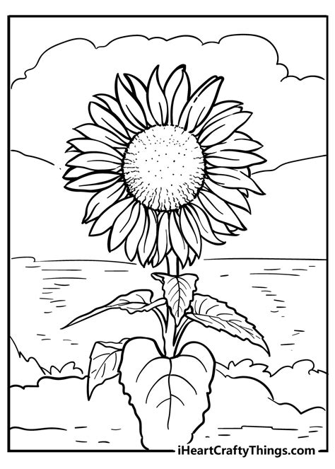 Sunflower Coloring Pages (Updated 2021)