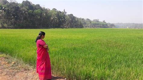 Thottara Puncha Rice Brand To Hit Market By June The Hindu