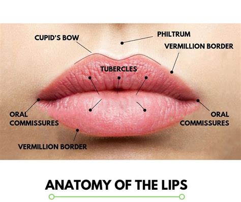 Anatomy Of Lip Anatomy Book