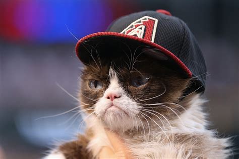 Grumpy Cat Dies At 7 Years Old