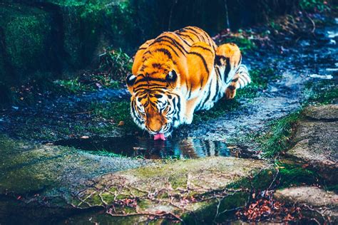 240x400 Tiger Drinking Water Hd Acer E100huaweigalaxy S Duoslg 8575