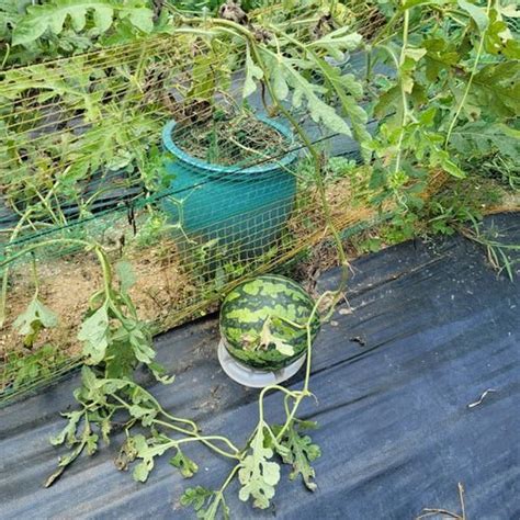 How To Grow Watermelon On A Balcony Nelles Journey