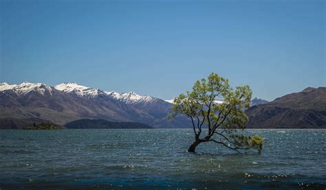Lake Mountains New Zealand Wanaka Tree 4k Wallpaper Coolwallpapersme