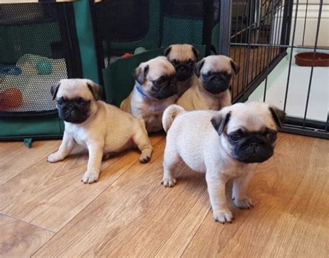 Cute Puppies Pugs For Sale L2sanpiero