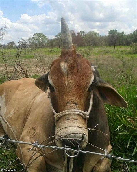 One Of A Kind Bull Has A Single Horn Growing From Its Head In 2020