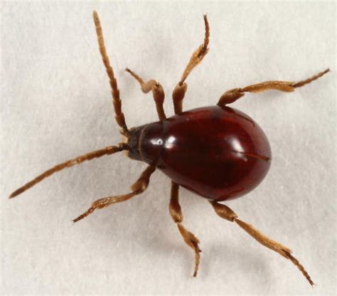 13 Bugs That Look Like Bed Bugs Similarities And Differences