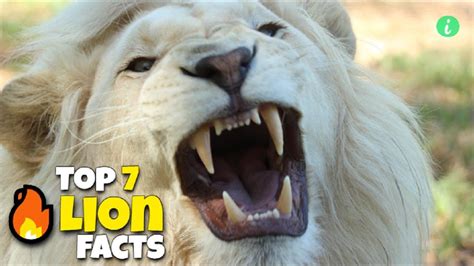Fun Facts About Lions Lion Facts Did You Know Info Animals