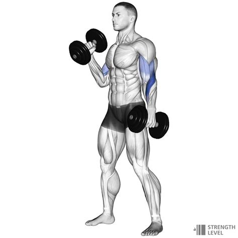 Hammercurls Standards für Männer und Frauen kg Strength Level