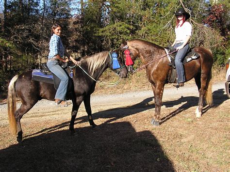 Kentucky Mountain Saddle Horse Sold Dapper Dancer Horse Boarding