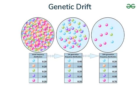 Genetic Drift Definition Types And Examples Geeksforgeeks