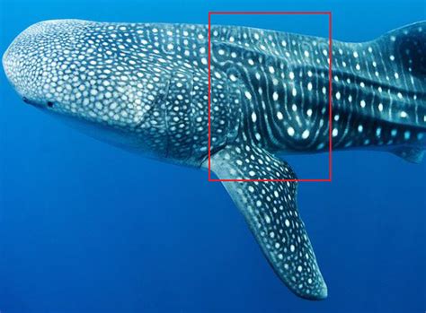 Internship Program Whale Shark Diaries