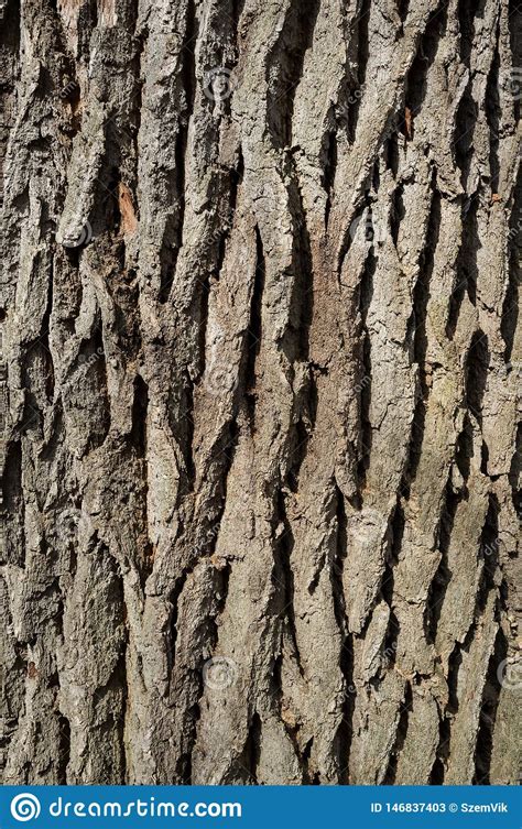 White Poplar Tree Bark Or Rhytidome Texture Detail Stock Image Image