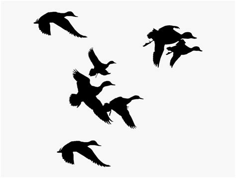 Flock Of Birds Clipart Branch Clip Art Ducks Flying Silhouette Png