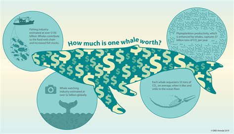 Why Whales Are Important For Carbon Sequestration By Cmcc Foundation