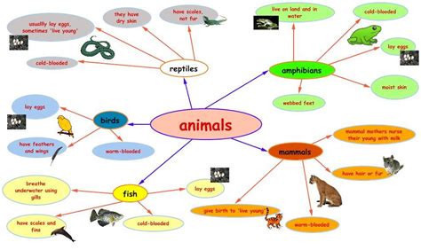 Animals Mind Map Gender Of Animals Animals And Pets Mind Map Examples