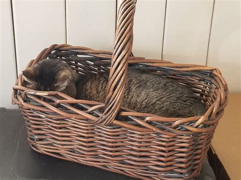 Cat In A Basket Decorative Wicker Basket Cute Animals Wicker