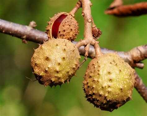 The buckeye nut is a nut native to north america used for gambling luck and health. Ohio buckeye nut husks at Lake Meyer Park IA 854A9123 | Flickr