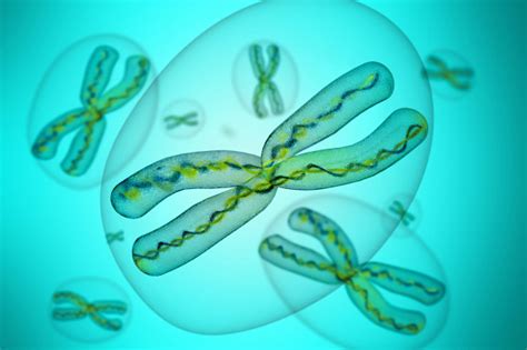 Jenis Mutasi Tingkat Kromosom James Harris