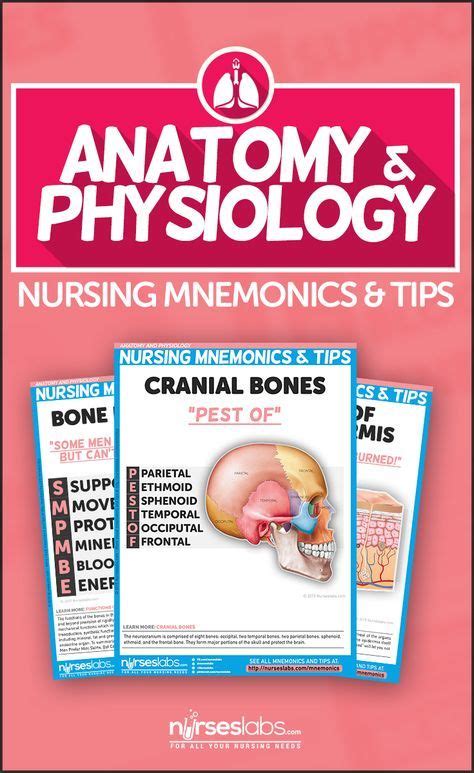 Anatomy And Physiology Nursing Mnemonics Tips Muscle Anatomy My Xxx