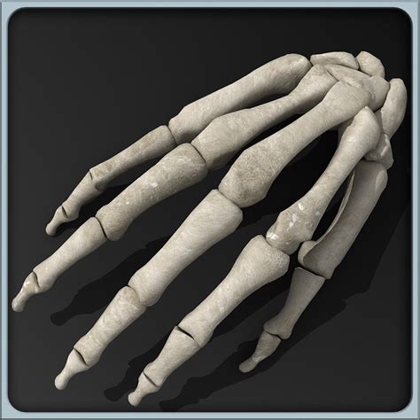 Obj Anatomical Hand Skeleton