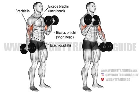 Dumbbell Curl Exercise Instructions And Video Weight Training Guide