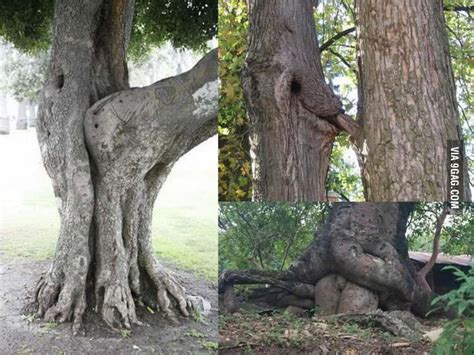 Tree Porn Gag