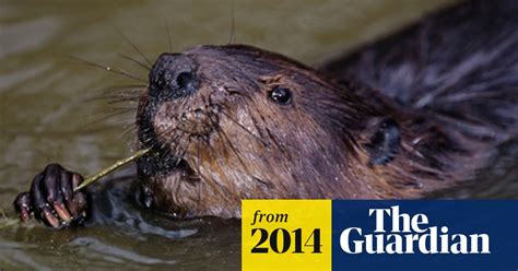 First Wild Beavers To Be Seen In England For Centuries To Be Captured