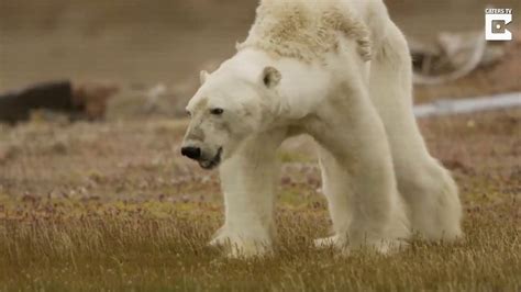 LV4 Video Of Starving Polar Bear Goes Viral YouTube